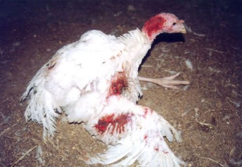 http://i32.photobucket.com/albums/d43/zillywabbit/Animal%20Cruelty/turkey08.jpg