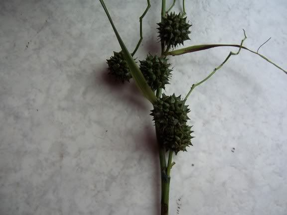 What is this funky plant? - Homesteading Questions