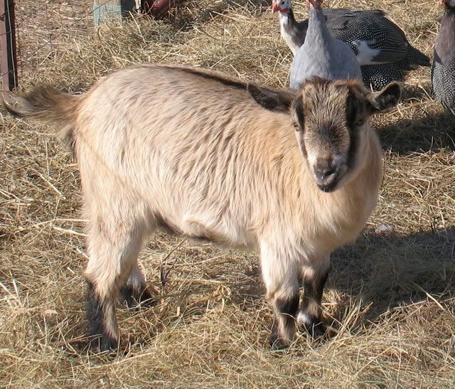 Pics for Pooks! :) - Goats