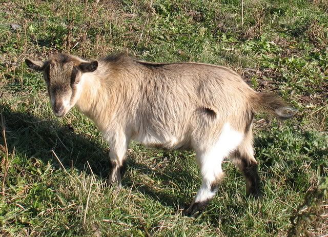 Pics for Pooks! :) - Goats