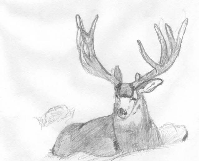 Mule Deer Sketch