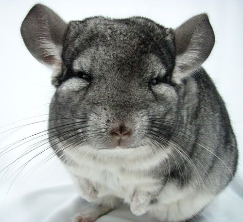 chinchilla2.jpg