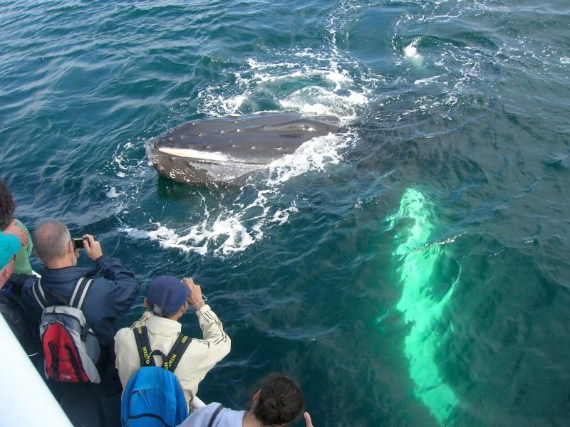 whale Pictures, Images and Photos