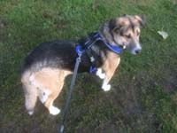 Petsafe EasySport Dog harness