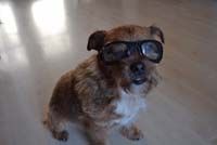 Dogoptics dog sunglasses