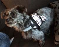 Doxtasy dog harness