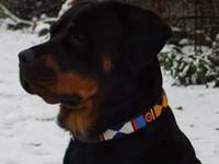 Dog Collar Primary