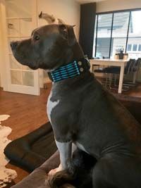 Doxtasy Dog Collar Blue River