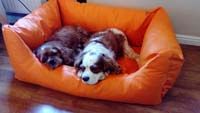 Dogsfavorite Dog Bed Deluxe