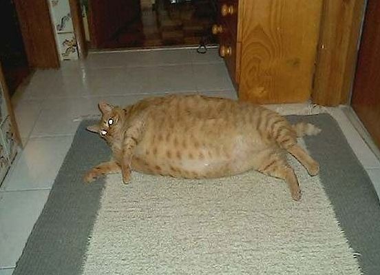 fat cat. fat cat Pictures