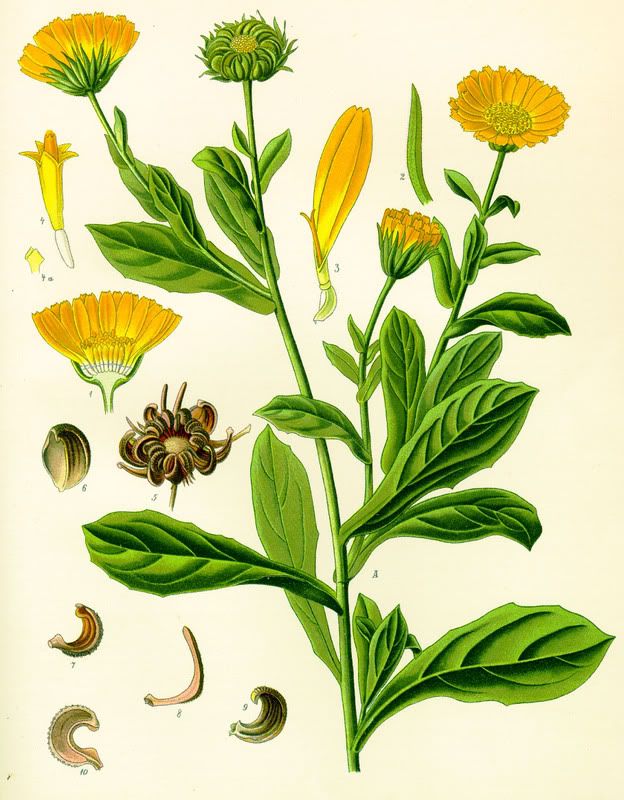 Calendula Pictures, Images and Photos