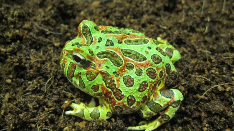 ornate pacman frog