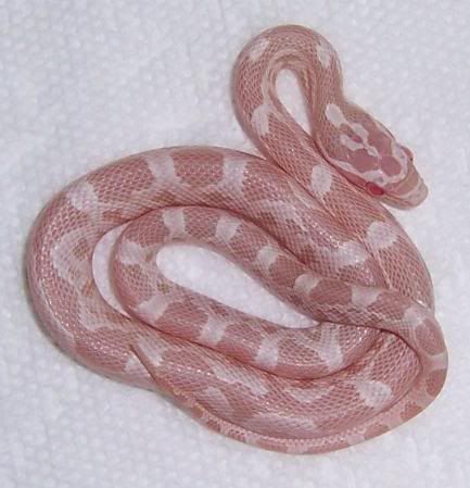 snake4.jpg