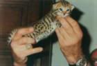 bengal