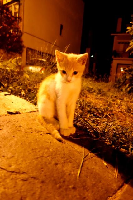 photo Skiathos 2015 162_zpsiivz3rjr.jpg