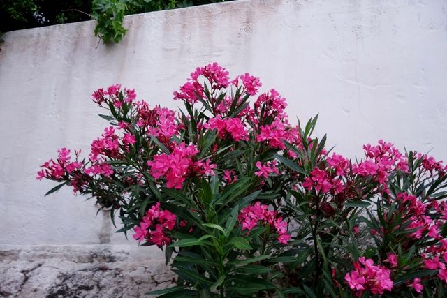 photo Skiathos 2015 268_zps5cljtgvr.jpg