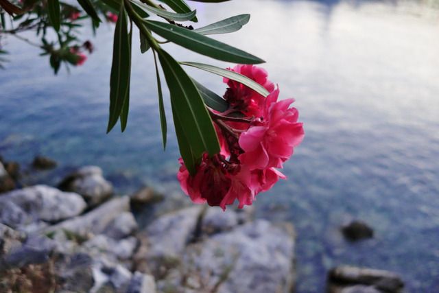 photo Skiathos 2015 314_zps5tdee3gc.jpg