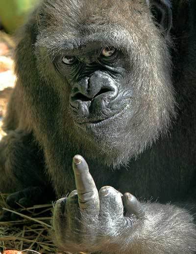 gorilla_middle_finger.jpg