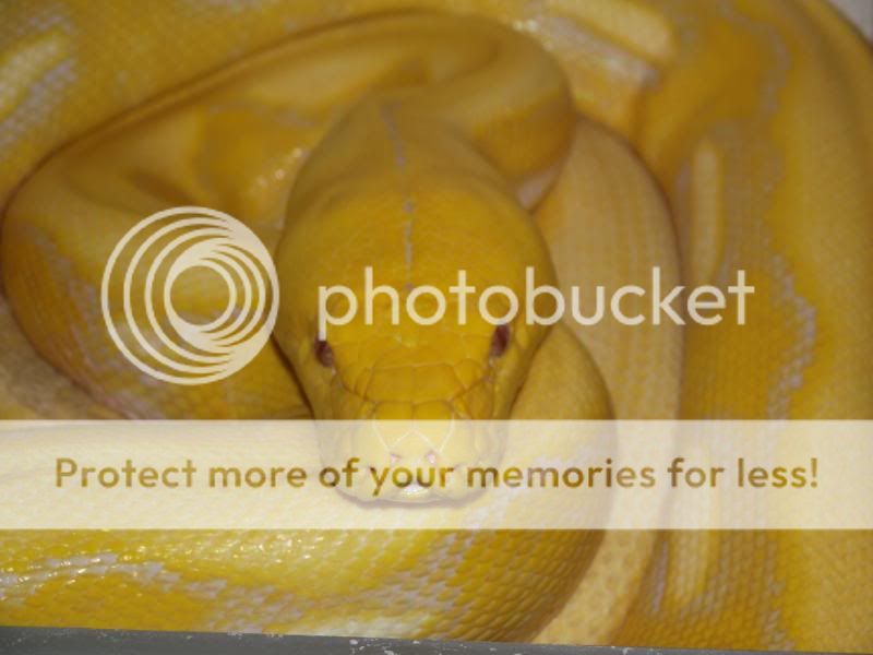 my retics | Reptile Forums