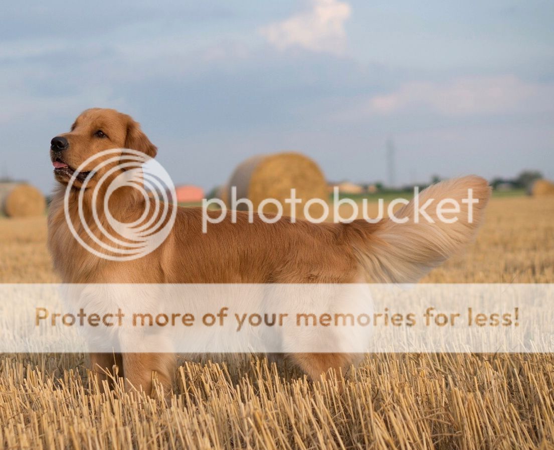 Photobucket - Video and Image Hosting