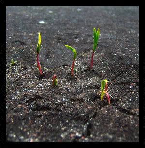 https://i32.photobucket.com/albums/d31/stusa_kutusa/Spring_the_World_by_Erwynn.jpg