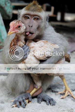 găinar photo Monkey-falls-in-love-with-a-chicken_zpsf36cd15f_1.jpg