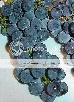 10) Beta Grape Cuttings   Super Cold Hardy Hybrid Blue Jelly 