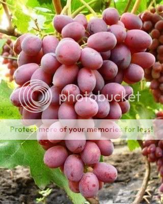 (3) Rizamat Russian Grape Cuttings - Cold Hardy Hybrid Table Grapevine ...